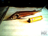 Sterlaydka_RL0001.jpg
