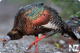 Глазчатая индейка (Meleagris ocellata).jpg