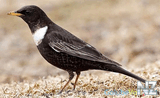 Дрозд белозобый (Turdus torquatus).jpg