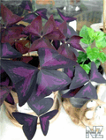 Кислица треугольная (Oxalis triangularis).jpg