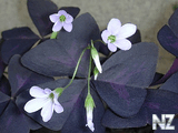 Кислица треугольная (Oxalis triangularis).jpg