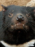 Tasmanian_devil_240x320.jpg