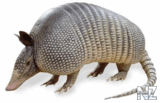 Armadillo (Priodontes giganteus).png