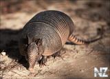 Armadillo (Priodontes giganteus).jpg