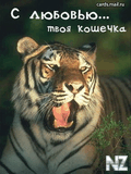 koshechka.jpg