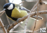 Большая синица (Parus major).jpg