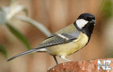 Большая синица (Parus major).jpg