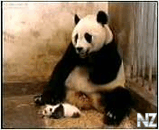PANDA.3gp