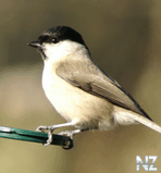 Буроголовая гаичка (Parus montanus).jpg