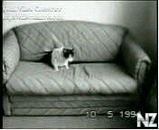 РљРѕС‚С‹, РєРѕС€РєРё, РєРѕС€Р°РЅС‹.3gp