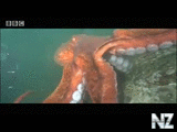 Giant octopus - extreme animals BBC.mp4