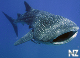 Whale shark.jpg