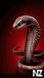 Kobra.gif