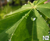 Dew.jpg