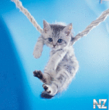 cat_22.jpeg