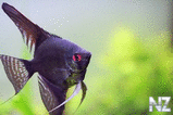 Black Angelfish.jpg