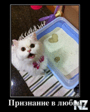 От котэ с любовью