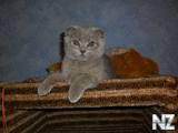 1.gif