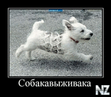 Собака