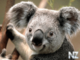 Koala.jpg