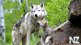 oboi_animals_099.jpg
