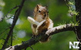 oboi_animals_048.jpg