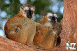 oboi_animals_130.jpg