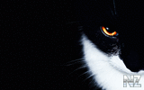 oboi_animals_007.jpg