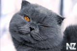 oboi_animals_072.jpg