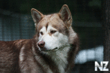 oboi_animals_059.jpg