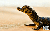 oboi_animals_140.jpg