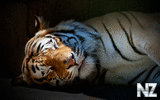 oboi_animals_212.jpg
