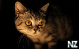 oboi_animals_195.jpg