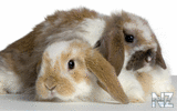 oboi_animals_166.jpg