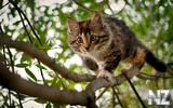oboi_animals_207.jpg