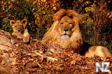 oboi_animals_029.jpg