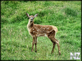 oboi_animals_034.jpg