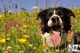oboi_animals_073.jpg