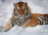 oboi_animals_032.jpg