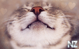 oboi_animals_191.jpg