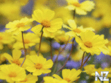 oboi_flowers_149.jpg