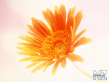 oboi_flowers_184.jpg
