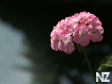 oboi_flowers_122.jpg