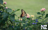 oboi_flowers_038.jpg