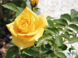 oboi_flowers_021.jpg