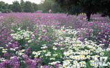 oboi_flowers_051.jpg