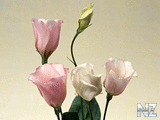 oboi_flowers_179.jpg