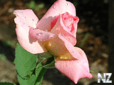 oboi_flowers_087.jpg