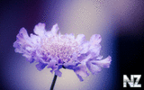 oboi_flowers_173.jpg