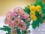 oboi_flowers_019.jpg